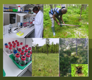 What controls microbial methane-munching in peatlands?