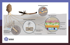 #FEMSmicroBlog: Fungi as Nature’s hidden electrical...