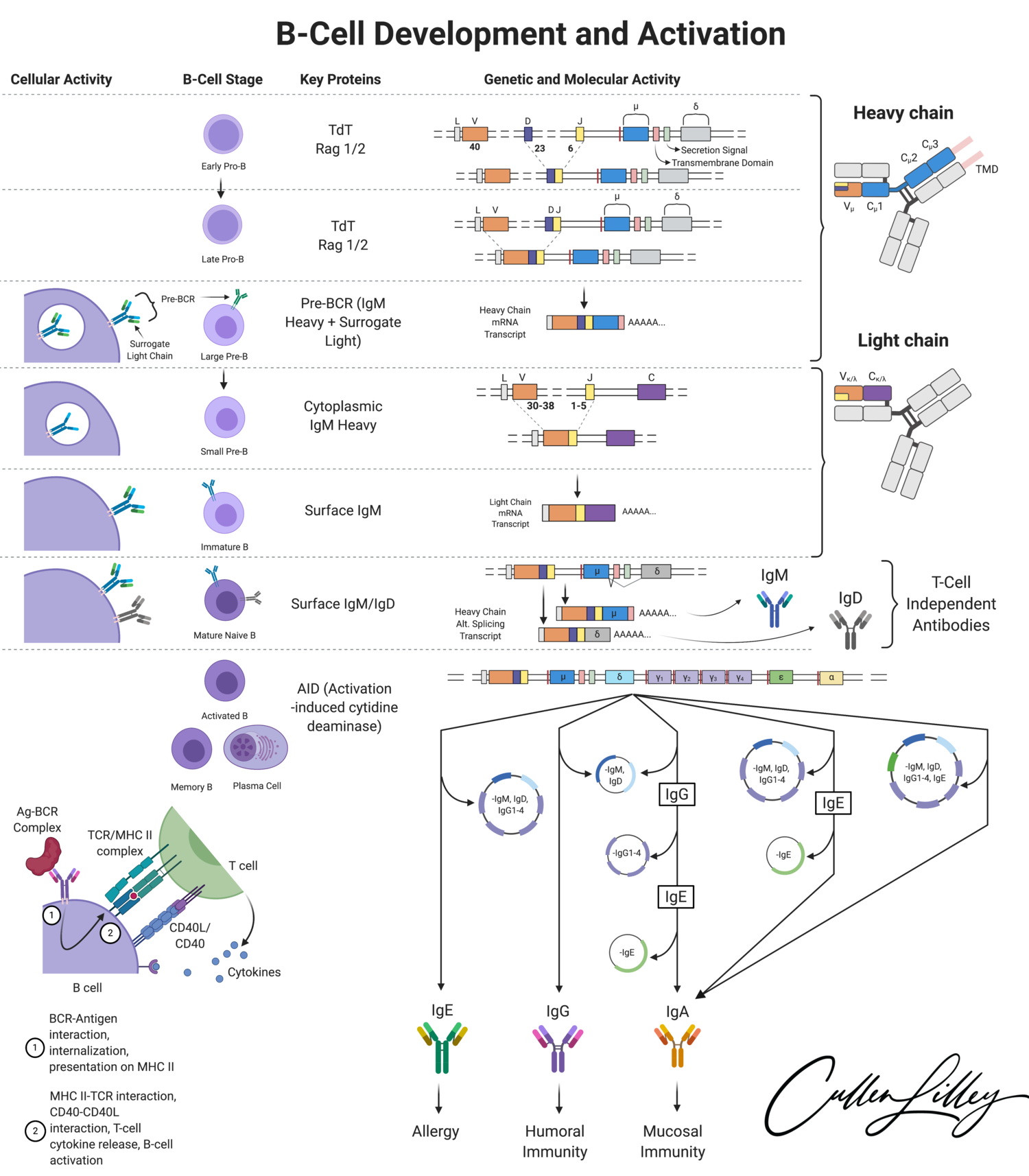 B-Cell Development — PathElective