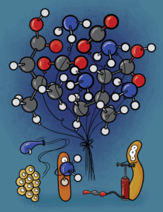 How bacteria create the smells in...