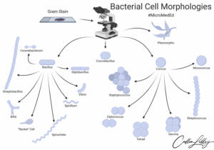 Bacterial Cell Morphologies — PathElective