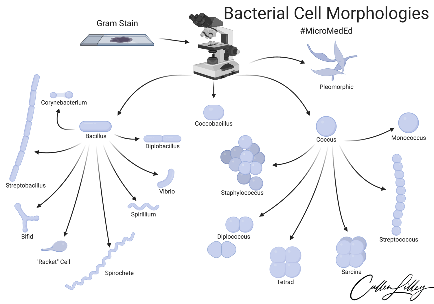 Bacterial Cell Morphologies — PathElective