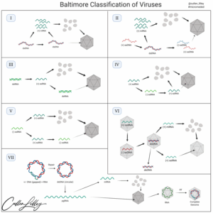 The Baltimore Classification of Viruses —...