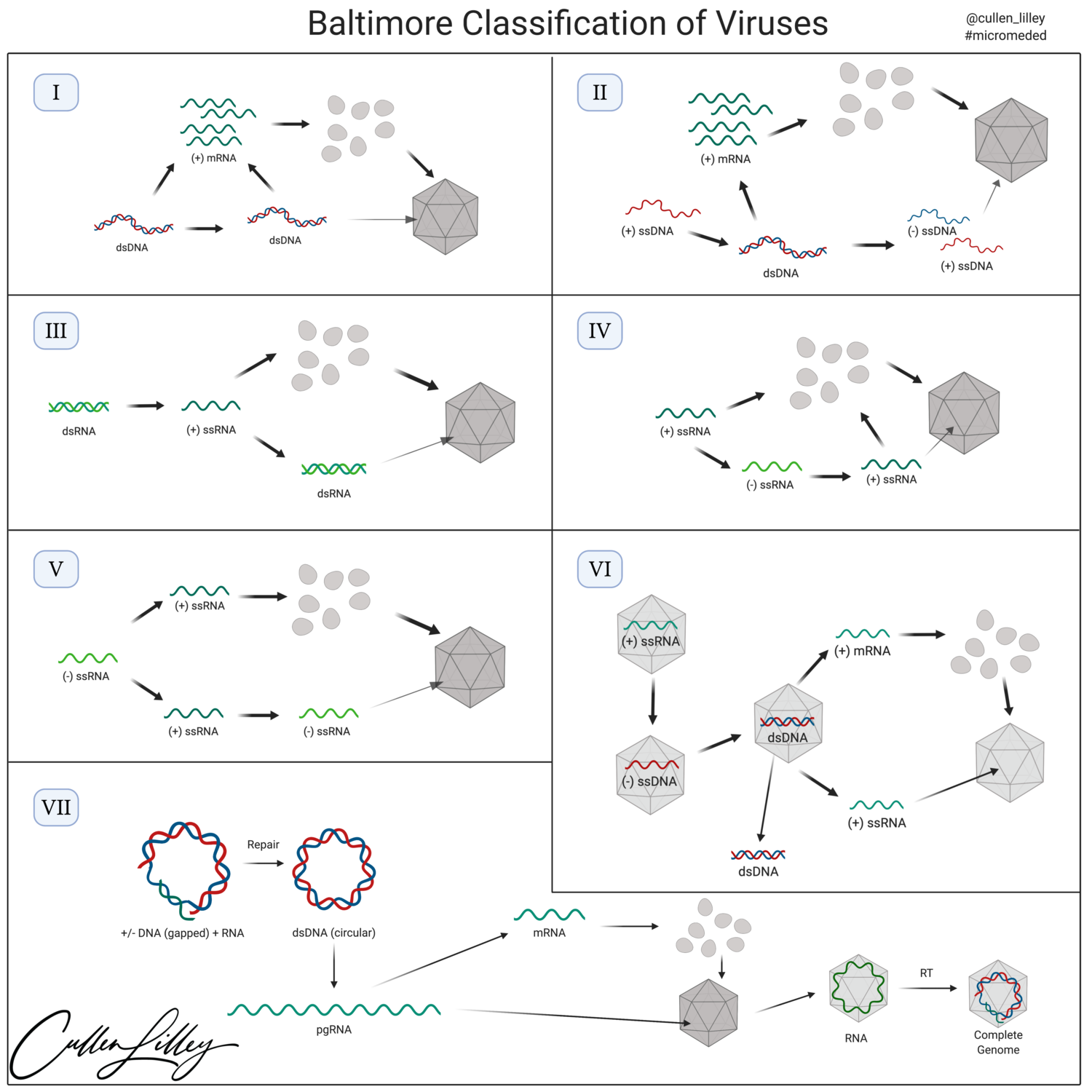 The Baltimore Classification of Viruses —...