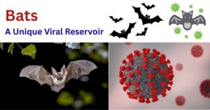 Bats: A Unique Viral Reservoir