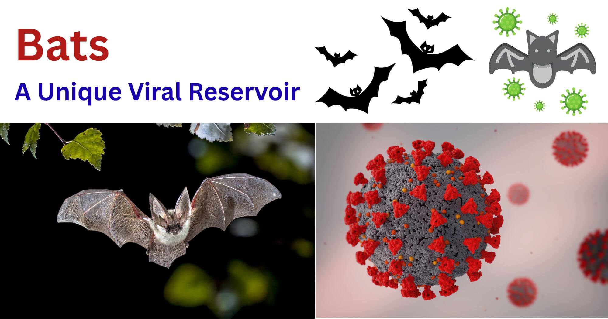 Bats: A Unique Viral Reservoir