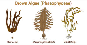 Brown Algae (Phaeophyceae): Characteristic, Classification, Importance