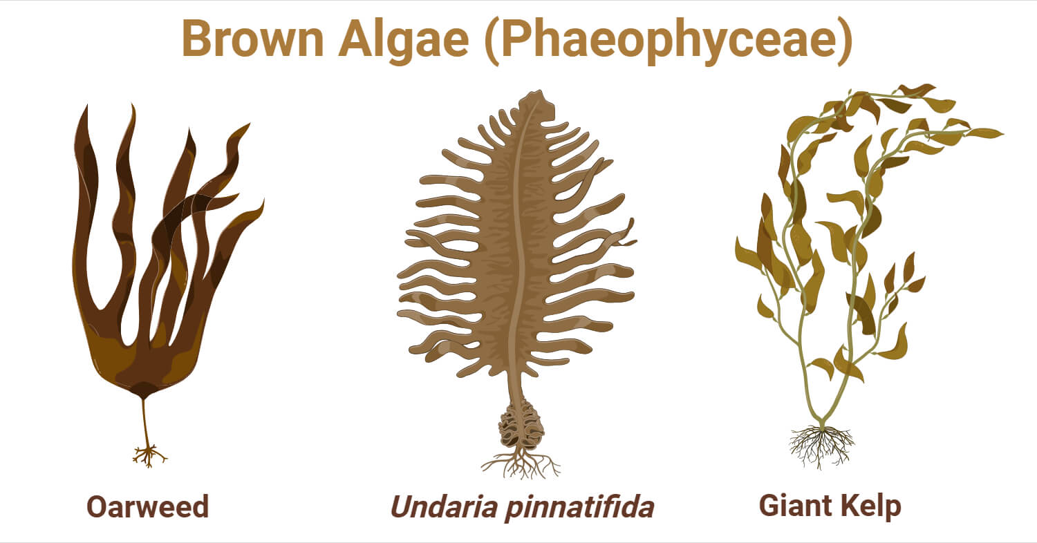 Brown Algae (Phaeophyceae): Characteristic, Classification, Importance