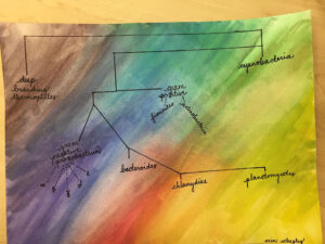 Microbiology, Student Learning, and Creative Extra...