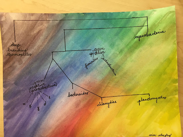 Microbiology, Student Learning, and Creative Extra...