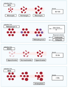 Anemia and the CBC