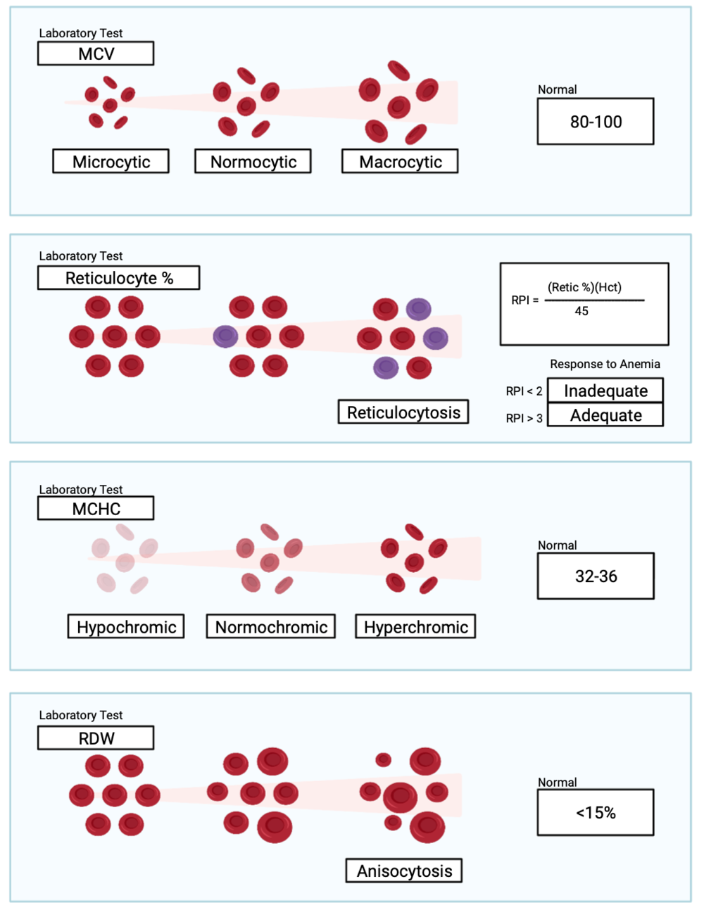 Anemia and the CBC