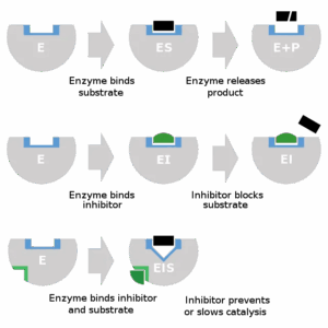 Structure, Functions, and Classification • Microbe...