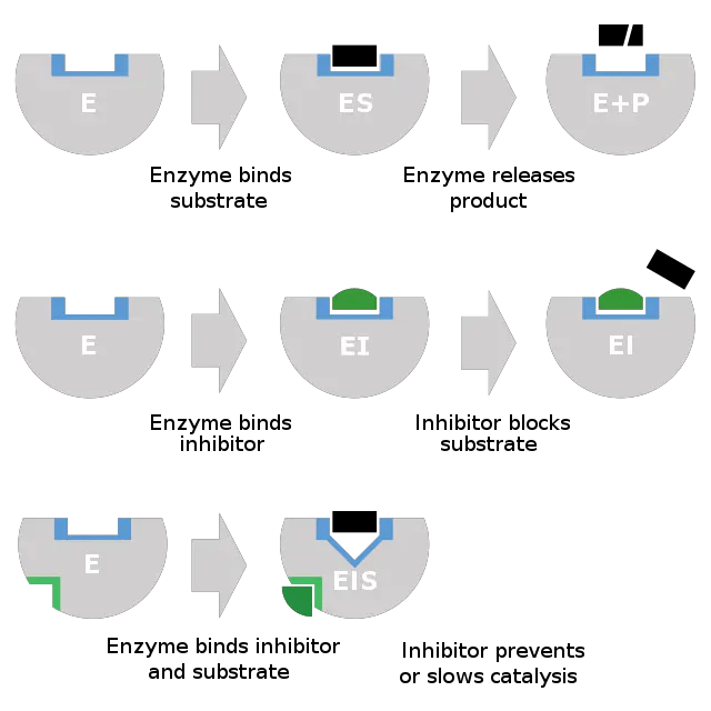 Structure, Functions, and Classification • Microbe...