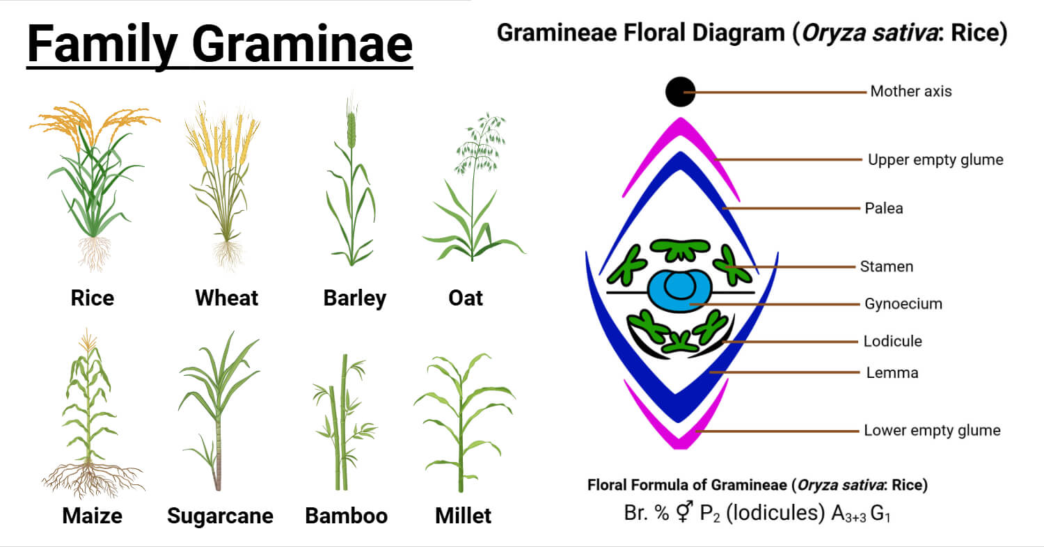 Family Gramineae: Characteristics, Floral Formula, Diagram