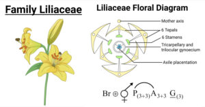 Family Liliaceae: Characteristics, Floral Formula, Diagram