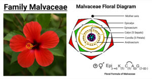 Family Malvaceae: Characteristics, Floral Formula, Diagram
