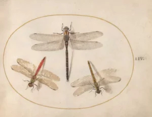 How 16th-Century Artist Joris Hoefnagel Made...