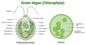Green Algae (Chlorophyta): Characteristic, Class, Importance