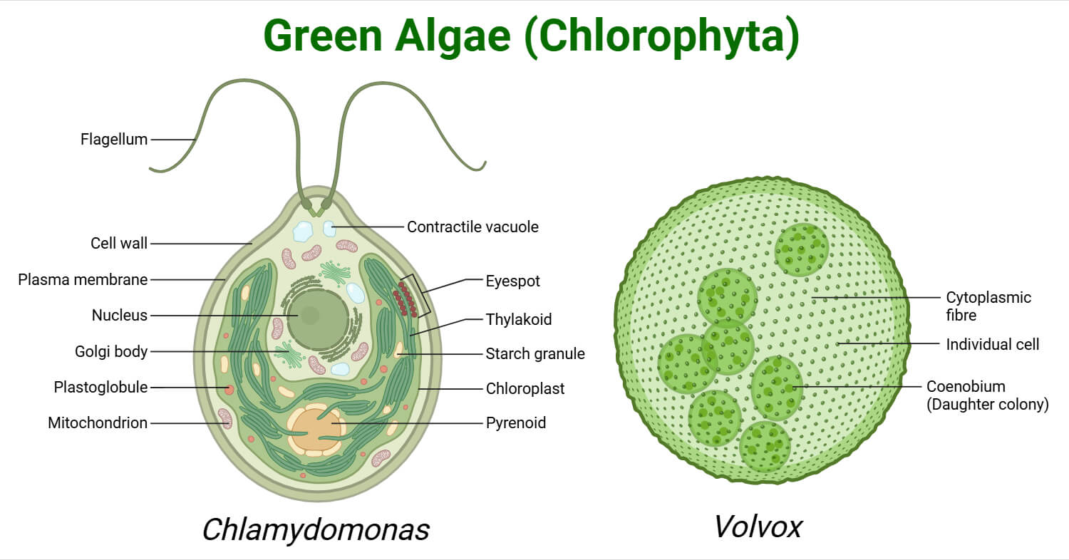Green Algae (Chlorophyta): Characteristic, Class, Importance