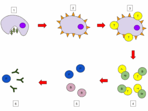 Stages and Types • Microbe Online