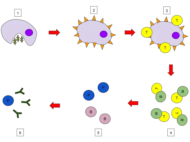 Stages and Types • Microbe Online