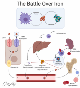 The Battle Over Iron — PathElective