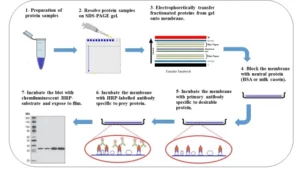 Western Blotting – Principle, Protocol, and...