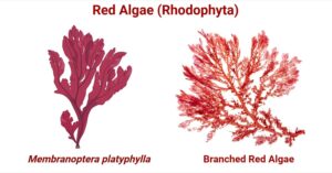Red Algae (Rhodophyta): Characteristic, Classification, Importance