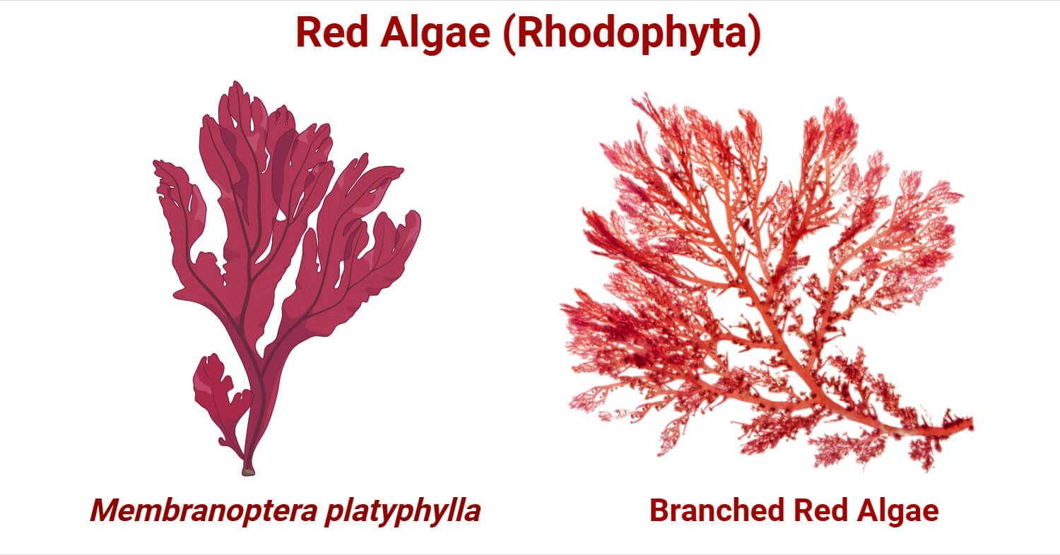 Red Algae (Rhodophyta): Characteristic, Classification, Importance