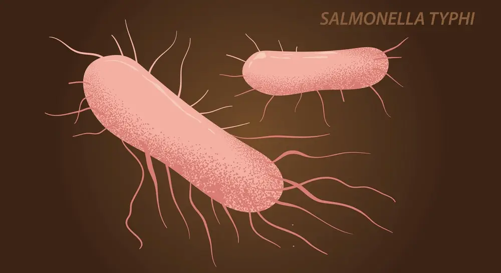 SALMONELLA TYPHI – What is its...