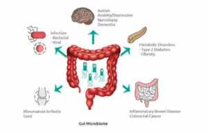 The Gut Microbiome Part 1 –...
