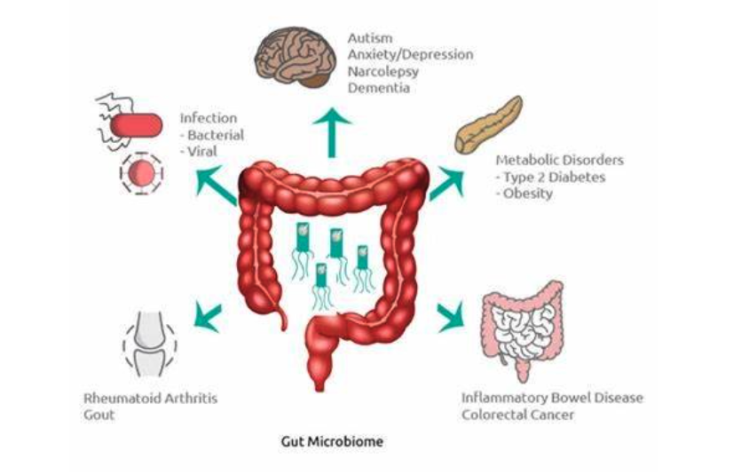 The Gut Microbiome Part 1 –...