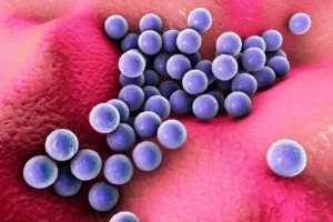 Exploring Staphylococcus Aureus | What You...