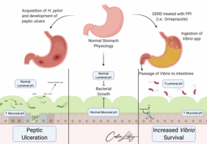 Pathogens Surviving the Stomach — PathElective