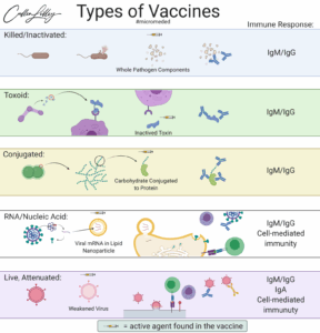 Types of Vaccines — PathElective