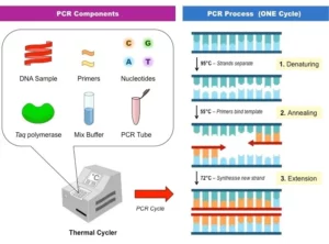 What is PCR | How It...