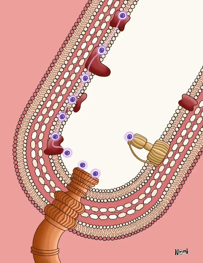 Microbial fermentation impacts our food, industry...