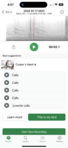 Cooper’s hawk calling at UC Davis...
