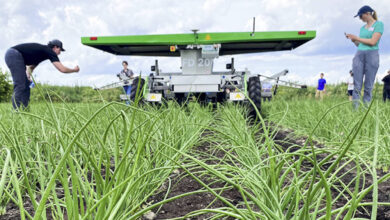 Tar Spot firmly planted in Ontario corn