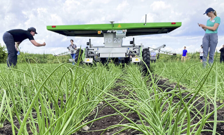 Tar Spot firmly planted in Ontario corn