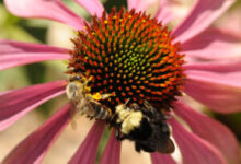Volunteer Day at the UC Davis Bee Haven