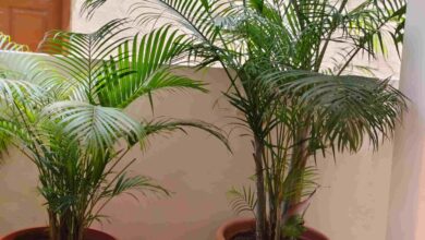 How to Make Homemade Fertilizer for Areca Palm: 15 DIY Natural and Organic Recipes