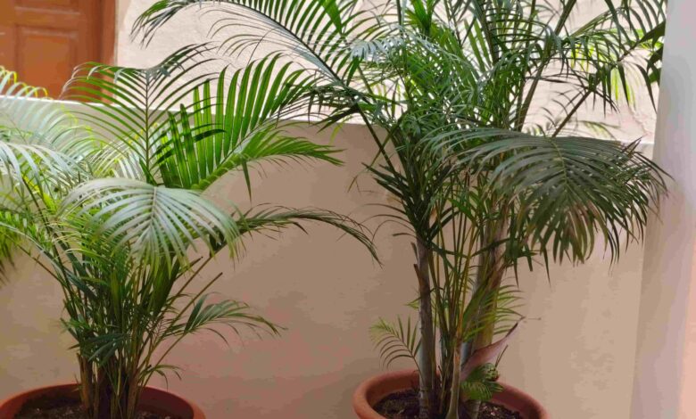 How to Make Homemade Fertilizer for Areca Palm: 15 DIY Natural and Organic Recipes