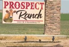 OSHA Investigating 6 Deaths at Colorado Dairy Farm