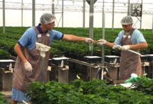 University of Florida Greenhouse Training Online courses start on September 8th! – Urban Ag News