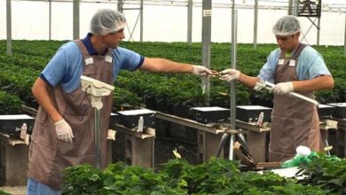 University of Florida Greenhouse Training Online courses start on September 8th! – Urban Ag News