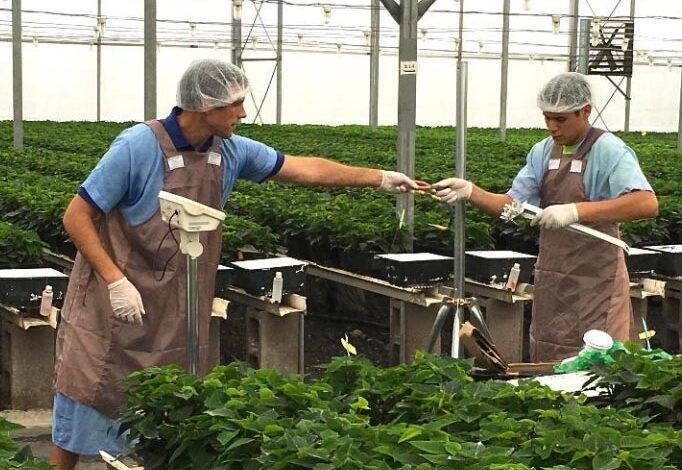 University of Florida Greenhouse Training Online courses start on September 8th! – Urban Ag News