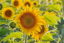 Fight Potato Viruses with Wildflowers: 9 Flowers to Try