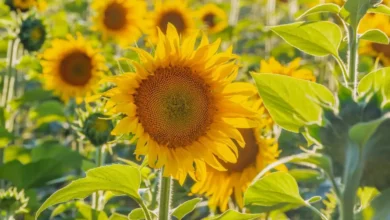 Fight Potato Viruses with Wildflowers: 9 Flowers to Try